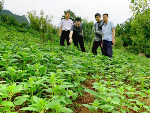 探尋巫山好芝麻，踐行企業(yè)好擔(dān)當(dāng)