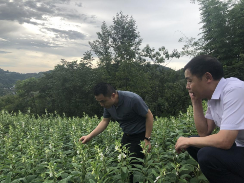 探尋巫山好芝麻，踐行企業(yè)好擔(dān)當(dāng)